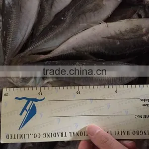 Horse Mackerel 20cm+ 2016 Seafrozen thumbnail-2