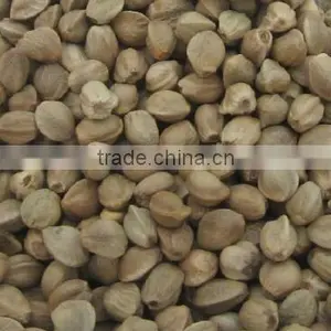 Hemp Nut thumbnail-3