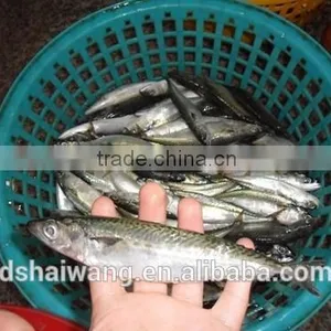 Frozen Pacific Mackerel for Sale With Size - 80g thumbnail-5