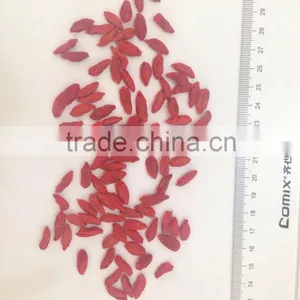 Chinese Ningxia Goji Berry thumbnail-5