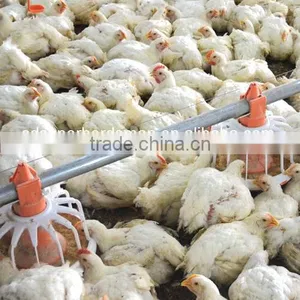 Full Set High Quality Automatic Poultry Farm Equipment for Broiler thumbnail-1