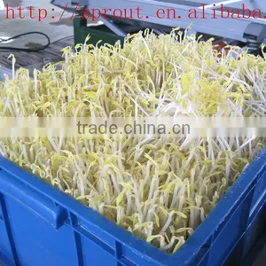 Automatic Sprout Machine/black Soya thumbnail-2