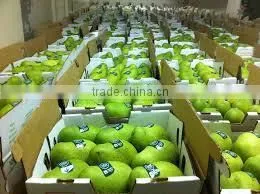 Green Mangoes thumbnail-3