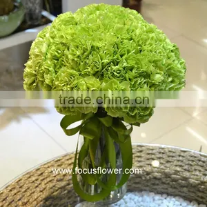 2016 Hot Sale Carnation Cut Flowers Price Without Middleman Green Mini Carnation Flowers thumbnail-1
