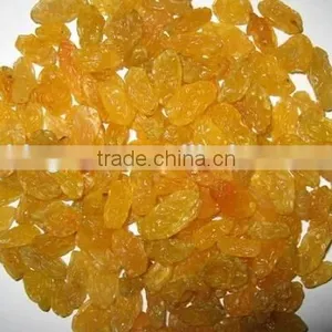 Top Quality AD Dried Golden Raisins for Sale thumbnail-5