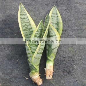 Kids Garden Plant- Sansevieria thumbnail-2