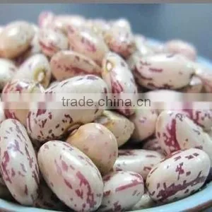 Round Light Speckled Kidney Bean/lskb thumbnail-1