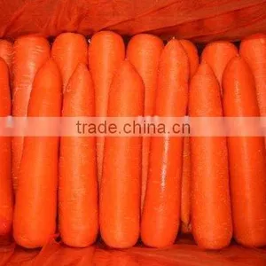 Fresh Carrot 2016 Crop thumbnail-1