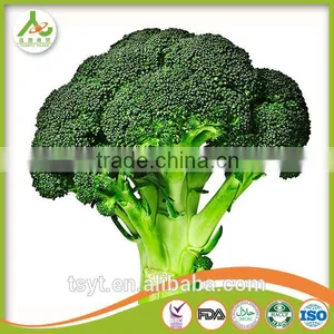 Delicious Health Chinese Frozen Fresh Frozen Broccoli Have a Good Sale in Bulk thumbnail-1