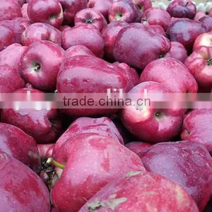 China Fresh Fruit Price for Export Fresh Huaniu Apple thumbnail-5