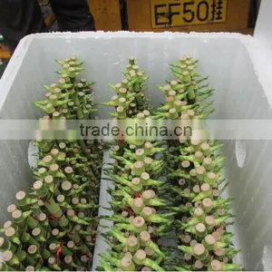 Pyramid Lucky Bamboo Dracaena Sanderiana thumbnail-5