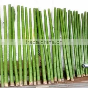 CHY030924 Guangzhou Shengjie Artificial Bamboo Plant Sticks With Bamboo Leaf thumbnail-4