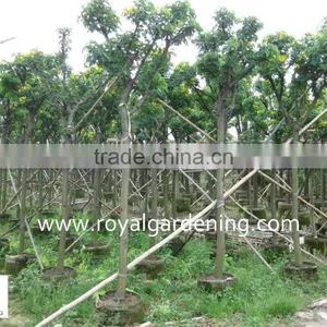 Cassia Surattensis for Landscaping thumbnail-1