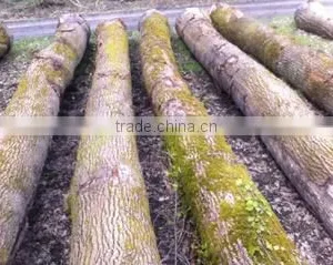 Alpawood Bv company overview - view 3 thumbnail