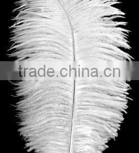 14-16 Inches White Ostrich Feather for Party Decorations thumbnail-1