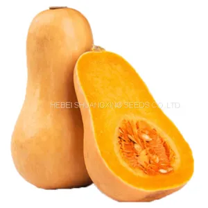 2021 Wholesale Butternut Flesh Hybrid Squash Seeds Pumpkin Seeds for Planting thumbnail-1
