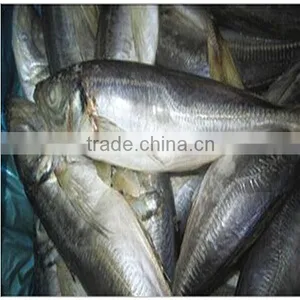 Frozen Horse Mackerel Whole Round (round Scad Fish) thumbnail-2