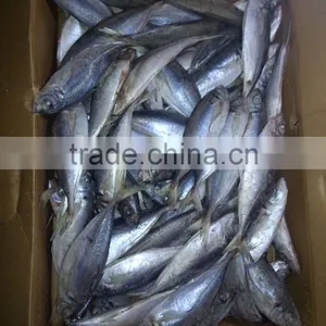 Whole Round Frozen Horse Mackerel or Jack Mackerel or Scad Mackerel Supplier thumbnail-1
