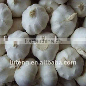Chinese Fresh Garlic thumbnail-1