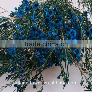 Valentine's Day Wholesale Fresh Cut Red Wintersweet Flower thumbnail-5