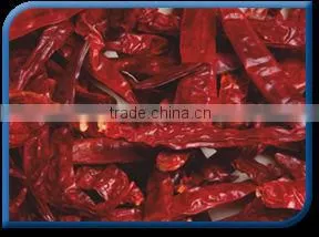 Chilli thumbnail-1