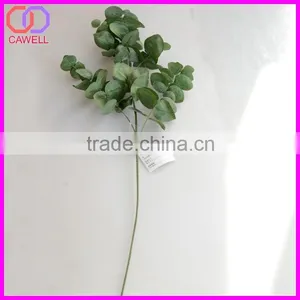 Names of Leaves in India,types of Ornamental Plants thumbnail-3
