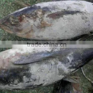 Supply New Whole Round Frozen Yellowfin Tuna 3-10kg up thumbnail-2