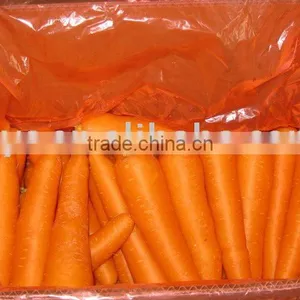 Carrot thumbnail-1