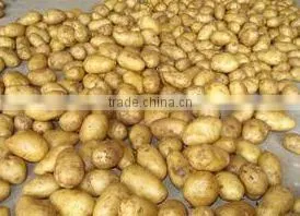 Fresh Healthy Yellow Potato For Sale thumbnail-4