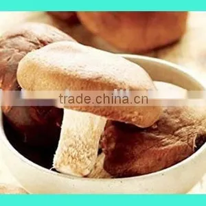 White Mushroom thumbnail-1