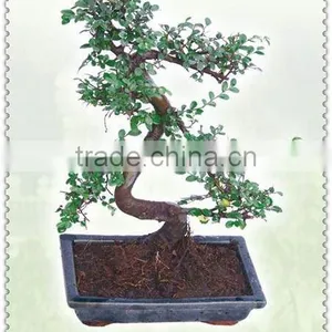 Mini Bonsai thumbnail-1