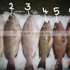 Frozen Grouper thumbnail-1