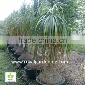 Beaucarnea Recurvata ( Nolina Recurvata) Ponytail Palms as Outdoor Plants thumbnail-2