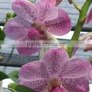 Fresh Cut Orchids, Mokara Orchids, Fresh Cut Stem thumbnail-1