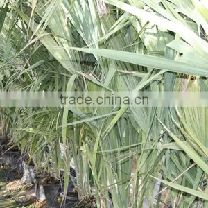 Sabal Causarium " Puerto Rican Hat Palm" 250/300 Plant Size thumbnail-2