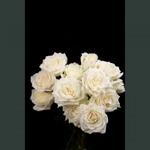 Imported White Rose Qianshan Dusk Snow Flower for Lovers Every Monday thumbnail-1