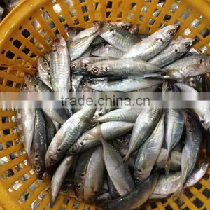 Frozen Equus Lacertus Seafood Whole Round Size 50 -70g / Pcs thumbnail-2
