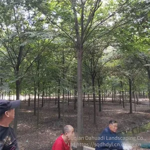 Red Beech Tree thumbnail-3
