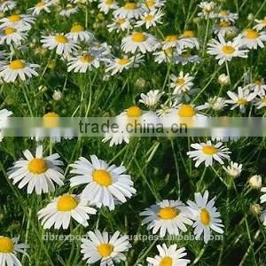 Chamomile Blue Oil (Matricaria Recutita) thumbnail-1