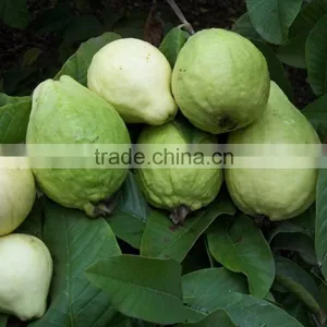 Guava thumbnail-1