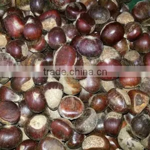 Sweet Chestnut , Organic / Common thumbnail-2