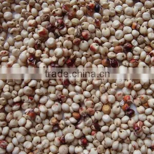White Sorghum Chinese Quality thumbnail-1