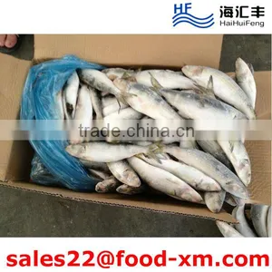HHF Whole Round Price Frozen Sardine Hot Sale thumbnail-1