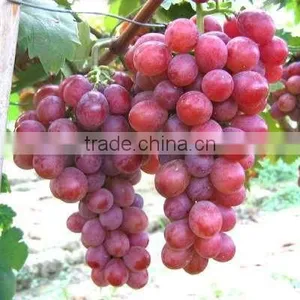 2016 High Germination Rate Grape Seed For Growing thumbnail-3