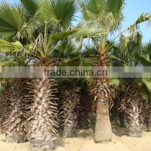 Washingtonia FiliferaLinden.Wendland of Outdoor Ornamental Decrotive Landscaping Palm Trees Plants thumbnail-2