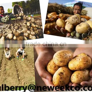 Neweek Agricultural Tractor 1 Row Potato Planter thumbnail-6