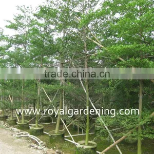 Terminalia Mantaly Tropical Trees High 4-9m,dia 6-13cm thumbnail-1