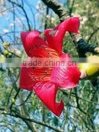 Bombax Malabaricum thumbnail-1