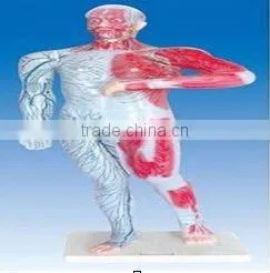 Venous Model ,Human Lymphatic and Superficial Venous Distribution thumbnail-1