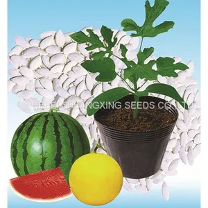 High Quality Hybrid Rootstock Seeds for Watermelon/melon Planting thumbnail-1